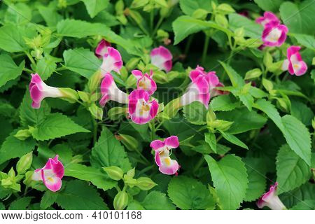 Closeup Bunch Of Wishbone Flowers Or Torenia Fournieri In The Garden