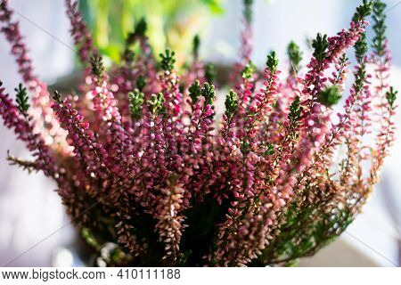 Heather flowers common known as Callluna Vulgarus is growing in the pot at home on windowsill.