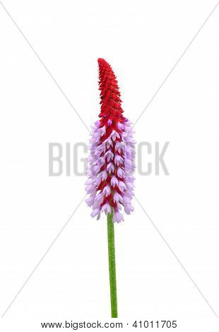 Storczyk Pierwiosnek (primula Vialii)