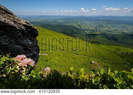 Pink Rose Succulent Flowers On Summer Rocky Mountain Slope. Pikuj Mountain, Carpathian, Ukraine.