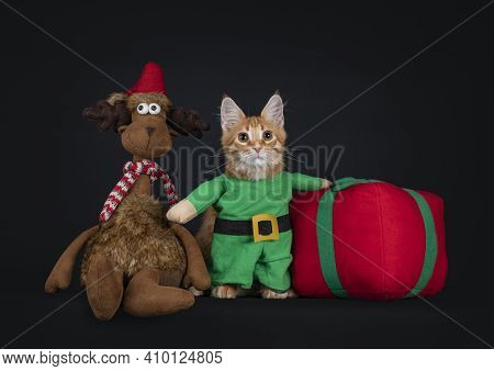 Cute Red Maine Coon Cat Kitten, Wearing Green Elf Suit, Standing Between Toy Reindeer And Toy Presen