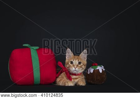 Cute Red Maine Coon Cat Kitten, Wearing Green Elf Suit, Laying Down   Between And Behind Toy Present