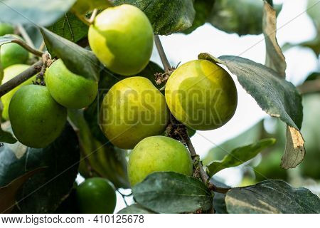 Indian Jujube Is A Multi-purpose Tree Mainly Grown For Its Fruits, Tropical Fruit Tree Species Belon