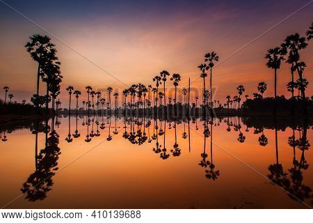 Palm Trees Are Reflecting On Water At Sunrise