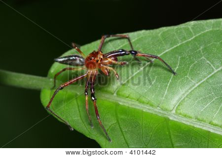 Spider