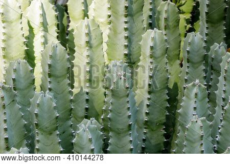 Resin Spurge. Arizona Cactus Garden In Palo Alto, California, Usa.
