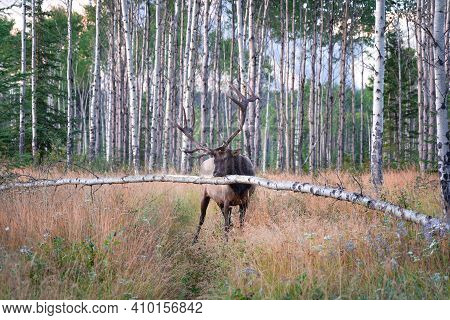 Large Bull Elk Rubbing Antlers Against Aspen Trees