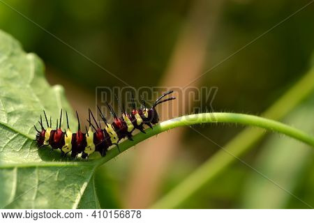 A Caterpillar Leopard Lacewing ( Cethosia Cyane Euanthes) Climbing On Branch Of Fetid Passionflower 