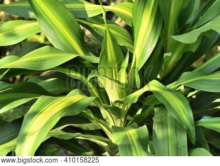 Dracaena Fragrans With Sunlight In The Garden