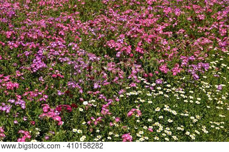Field Of Colorful Wildflowers In Summer Season