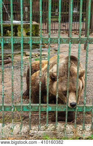 Park Of Foresters Of Bashkiria In Ufa. Bear In The Enclosure.