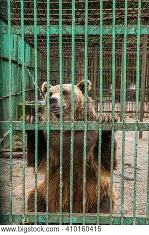 Park Of Foresters Of Bashkiria In Ufa. Bear In The Enclosure.