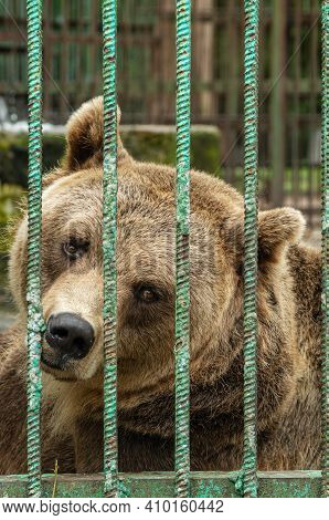 Park Of Foresters Of Bashkiria In Ufa. Bear In The Enclosure.