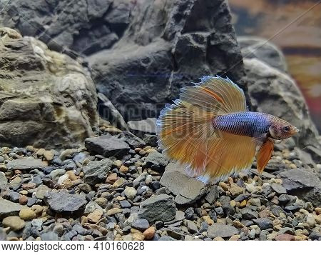 Beautiful betta fish small avatar colour predator