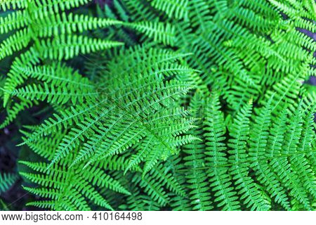 Natural Background. Botanical Pattern With Beautiful Fresh Green Leaves Fern For Graphic Design Top 