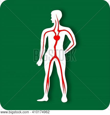 Human Circulatory System. Illustration Of The Circulation Of Blood In Humans. Heart And Blood Vessel