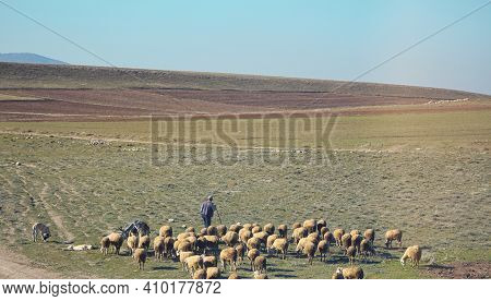 Sheeps Grazing In The Company Of A Shepherd. Herd Grazing With A Shepherd. Sheep Grazing In The Fiel