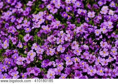 View Of Lilac Aubrieta Deltoidea Flowers In The Summer Garden. Macro Photography Of Nature.
