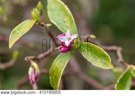Daphne (perfume Princess) Flowers