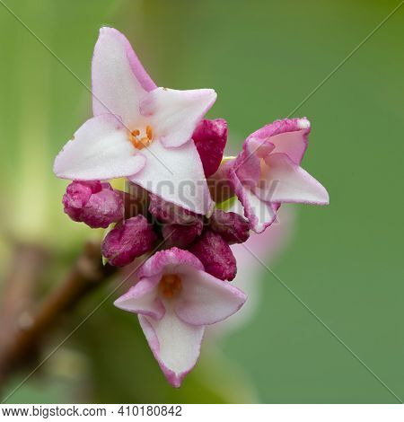 Macro Shot Of Perfume Princess Daphne Flowers In Bloom