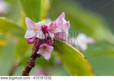 Daphne (perfume Princess) Flowers