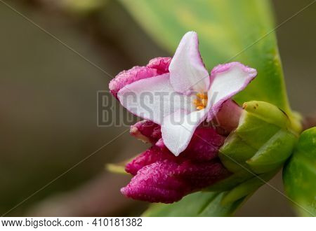 Daphne (perfume Princess) Flowers
