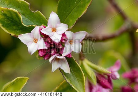 Daphne (perfume Princess) Flowers