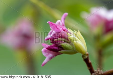 Daphne (perfume Princess) Flowers