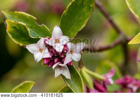 Daphne (perfume Princess) Flowers