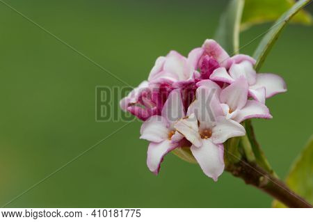 Macro Shot Of Perfume Princess Daphne Flowers In Bloom