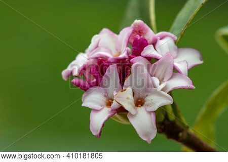 Daphne (perfume Princess) Flowers