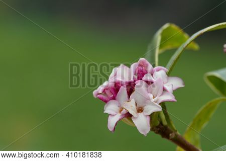 Daphne (perfume Princess) Flowers