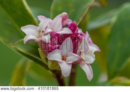 Daphne (perfume Princess) Flowers