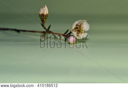 Branch Of Tree With Bloomig Spring Flower On Light Blue Background. Space For Text