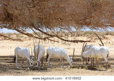 Oryx stádo