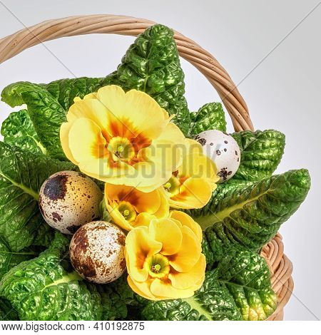 Easter Basket With Yellow Primrose And Qual Easter Eggs On Neutral Background. Close-up On Natural E