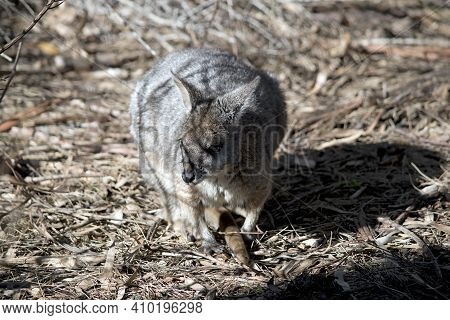 The Tammar Wallaby Is A Grey, White And Brown Small Marsupial