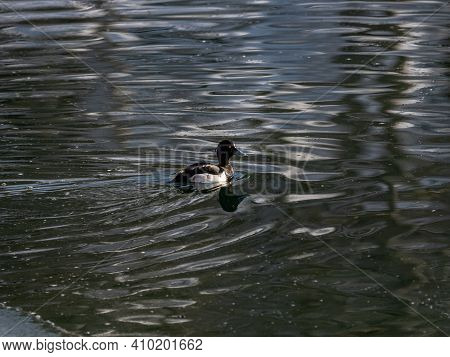 A Male Tufted Duck, Aythya Fuligula, Swimming In The Open Water Of Maruike Pond In The Shiga Kogen H