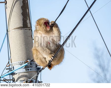 A Japanese Macaque, Macaca Fuscata, On Power Lines In Shiga Kogen, A Ski Resort And Nature Preserve 
