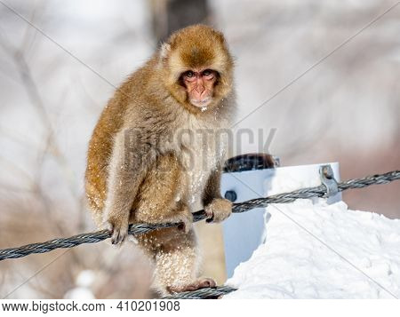 A Japanese Macaque, Macaca Fuscata, On The Road In Shiga Kogen, A Ski Resort And Nature Preserve In 