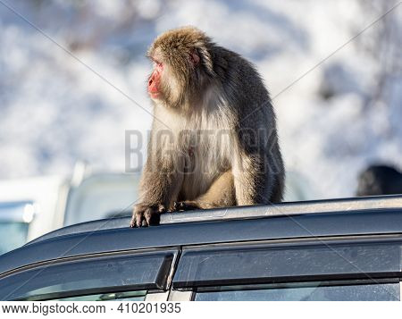 A Japanese Macaque, Macaca Fuscata, On A Car Roof In A Parking Lot At Shiga Kogen, A Ski Resort And 