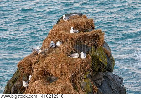 Group Of Iceland Gulls Resting On Nests On A Rock In The Ocean