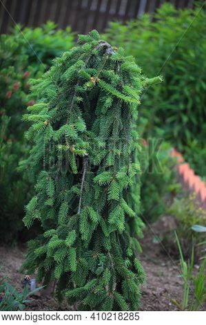 Blur Landscape In The Garden. Young Fir Inversa In A Home Garden. The Concept Of Landscaping Design.