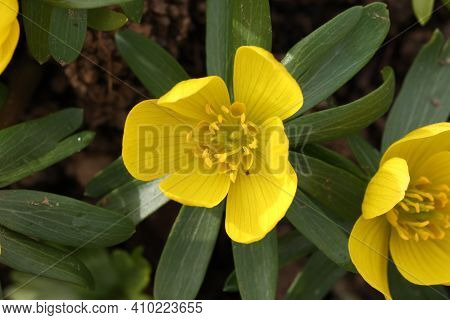 Eranthis Hyemalis Is A Plant Found In Europe