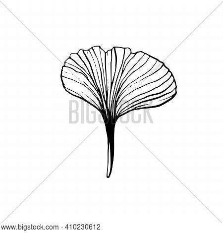 Vector Drawing Line Art Leaf. Beautiful Ginkgo Leaves Isolated. Trending Plant Design.