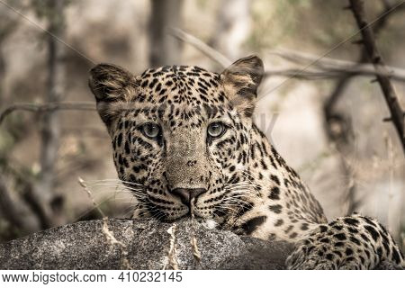 Fine Art Image Of Male Leopard Or Panther Portrait From Wild During Animal Wildlife Safari At Forest