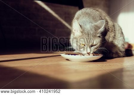 Beautiful Tabby Cat Sitting Next To A Food Bowl, Placed On The Floor Next To The Living Room Window,
