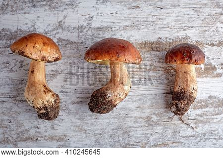 Mushroom Boletus On Wooden Background, Selective Focus