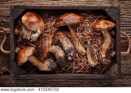 Nature, Environment And Harvest Concept - Wooden Box Of Different Edible Mushrooms