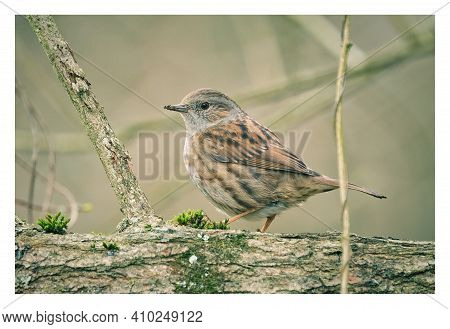 Dunnock Bird Stock Photo.  Dunnock Perched On Horizontal Branch.  Very Sharp.  Great Colour